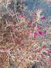 MLS #IV25154810 image #0