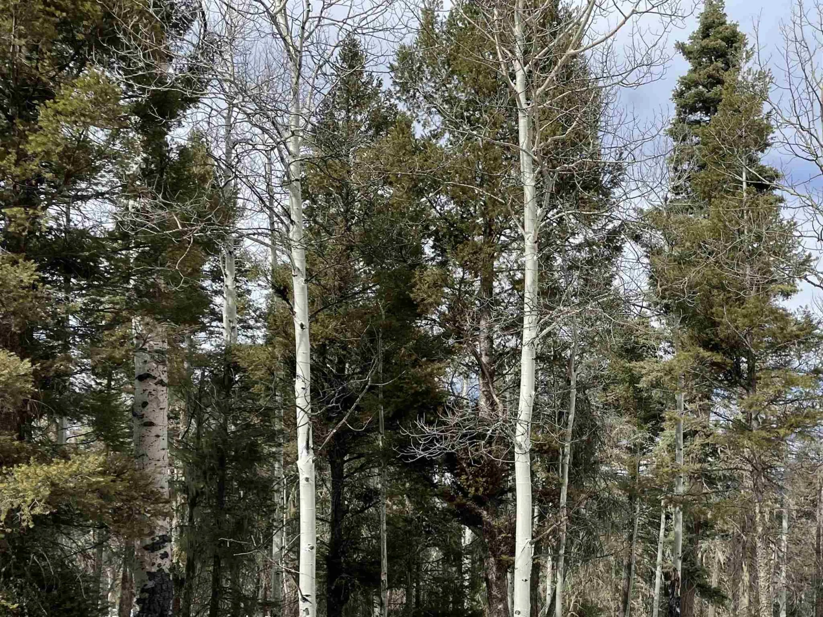 Lot 337 Rio Arriba