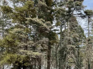 Lot 337 Rio Arriba