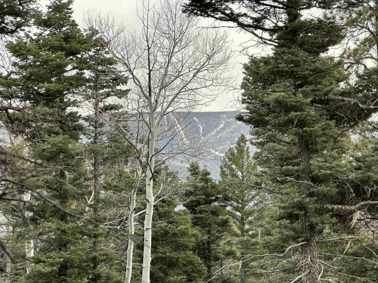 Lot 17 Palo Flechado Ridge Road