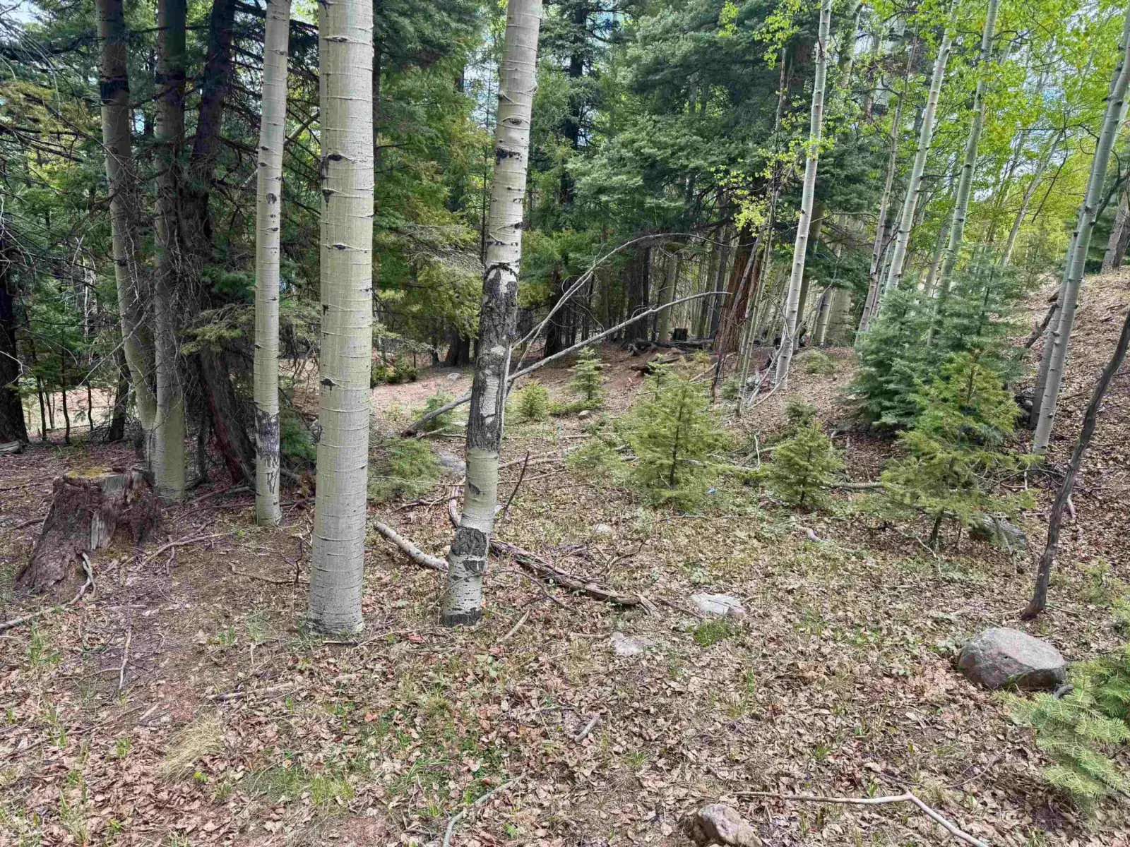 Lot 455 El Camino Real