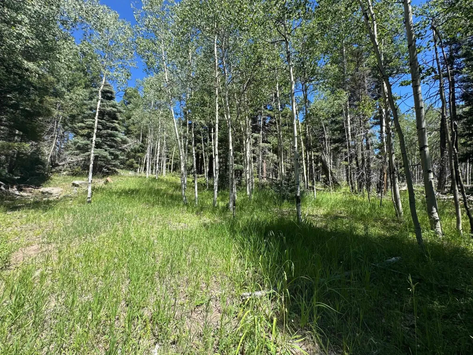 Lot 1012 El Camino Real