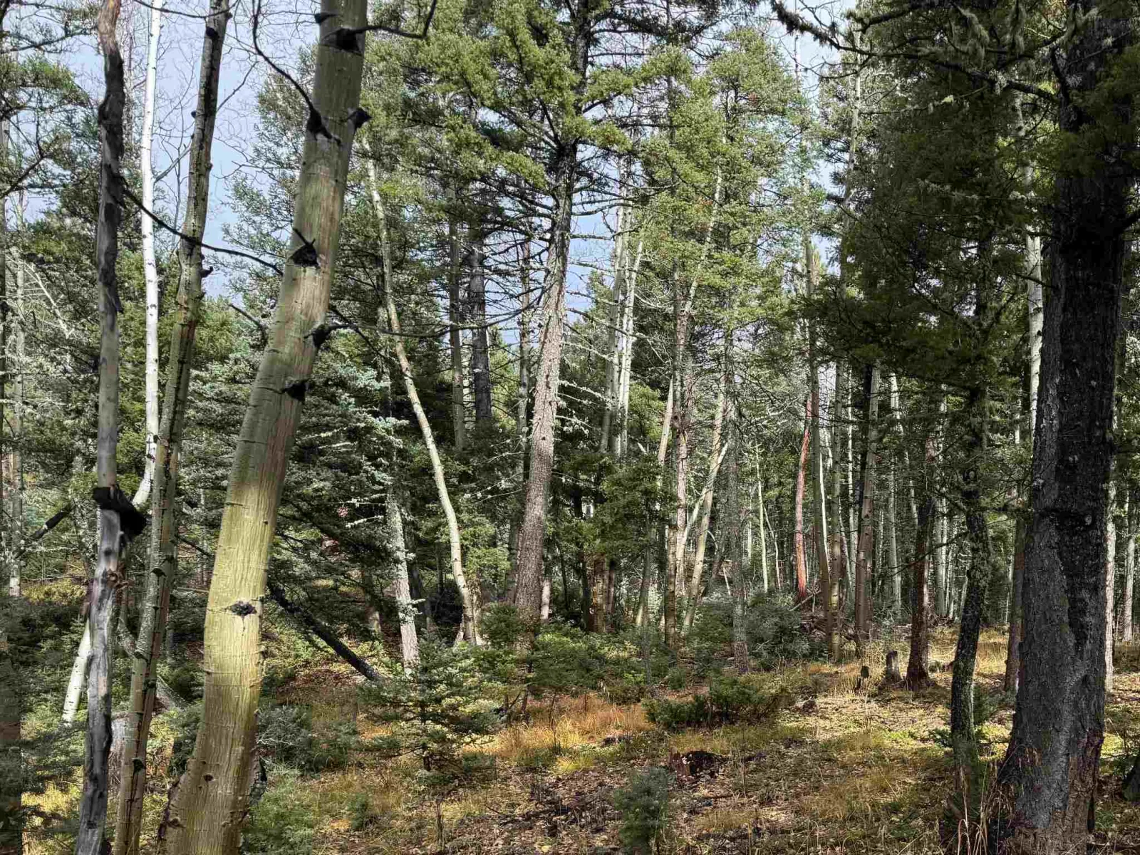 Lot 15 Vermejo Cir