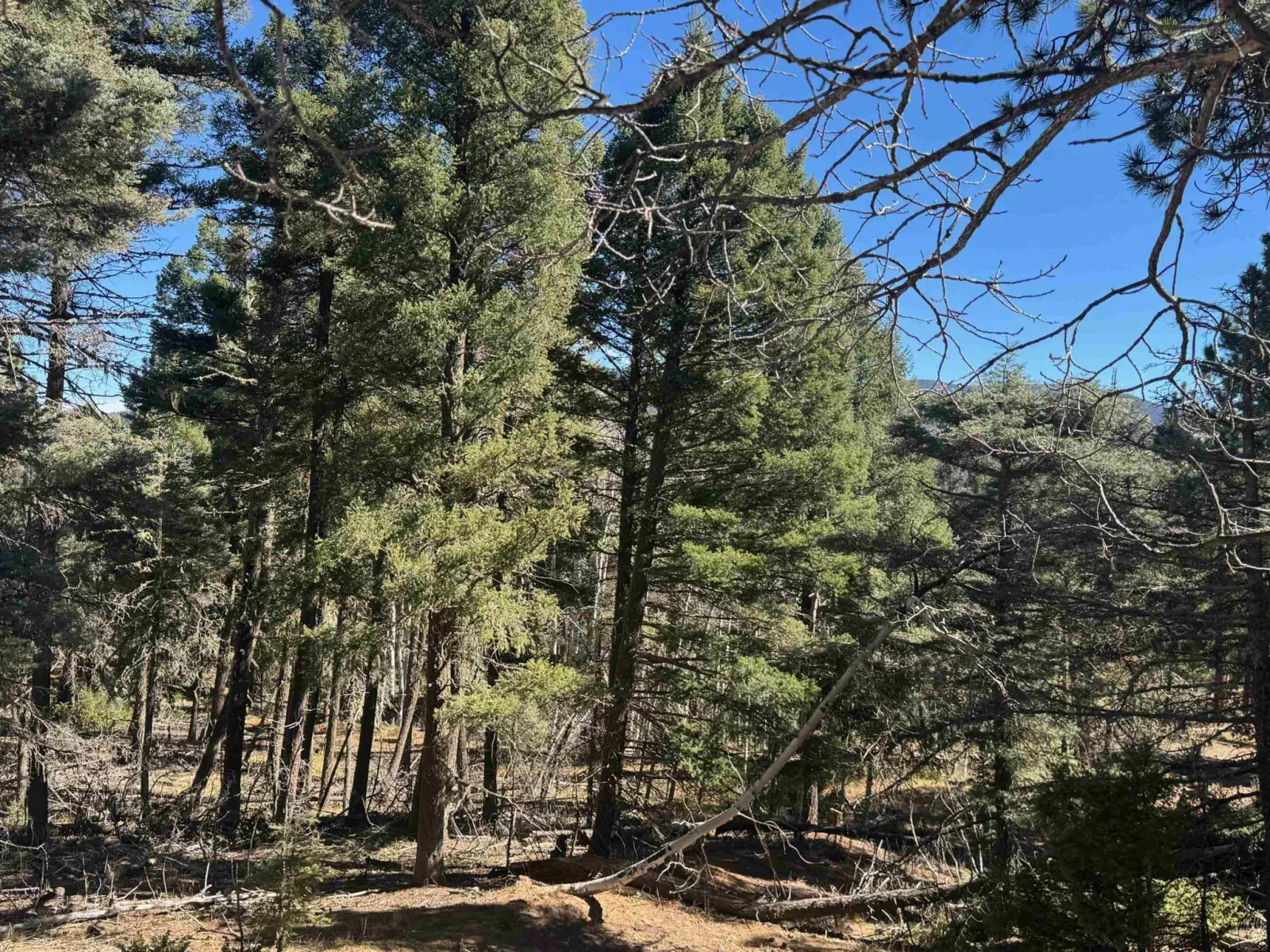 Lot 173 Taos Dr