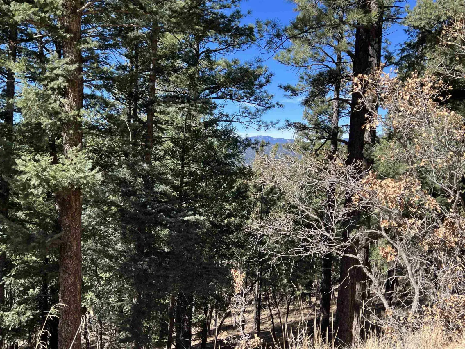 Lot 156 Back Basin Rd