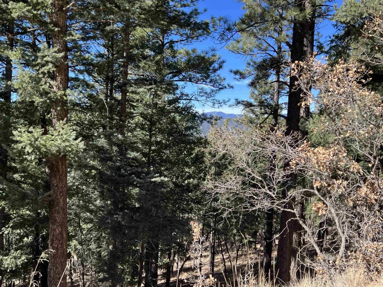 Lot 156 Back Basin Rd