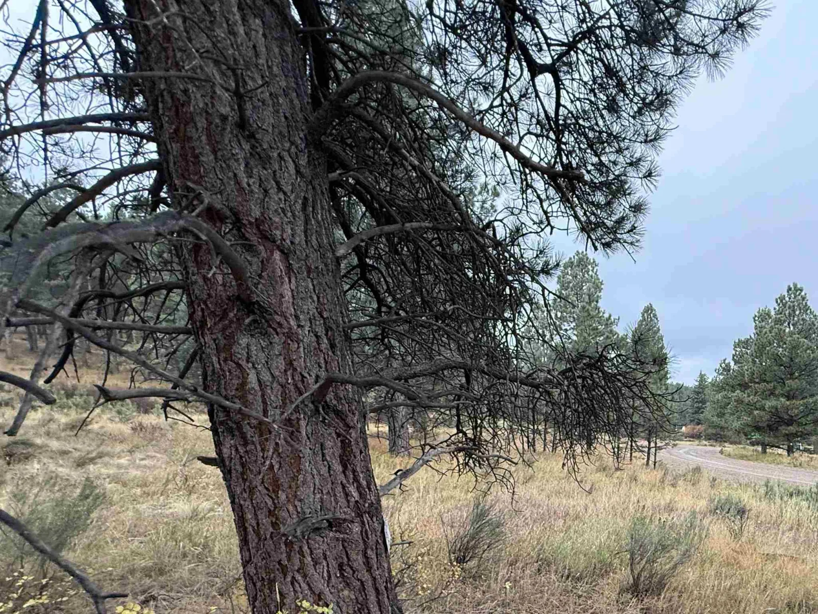Lot 83 Alta Rd