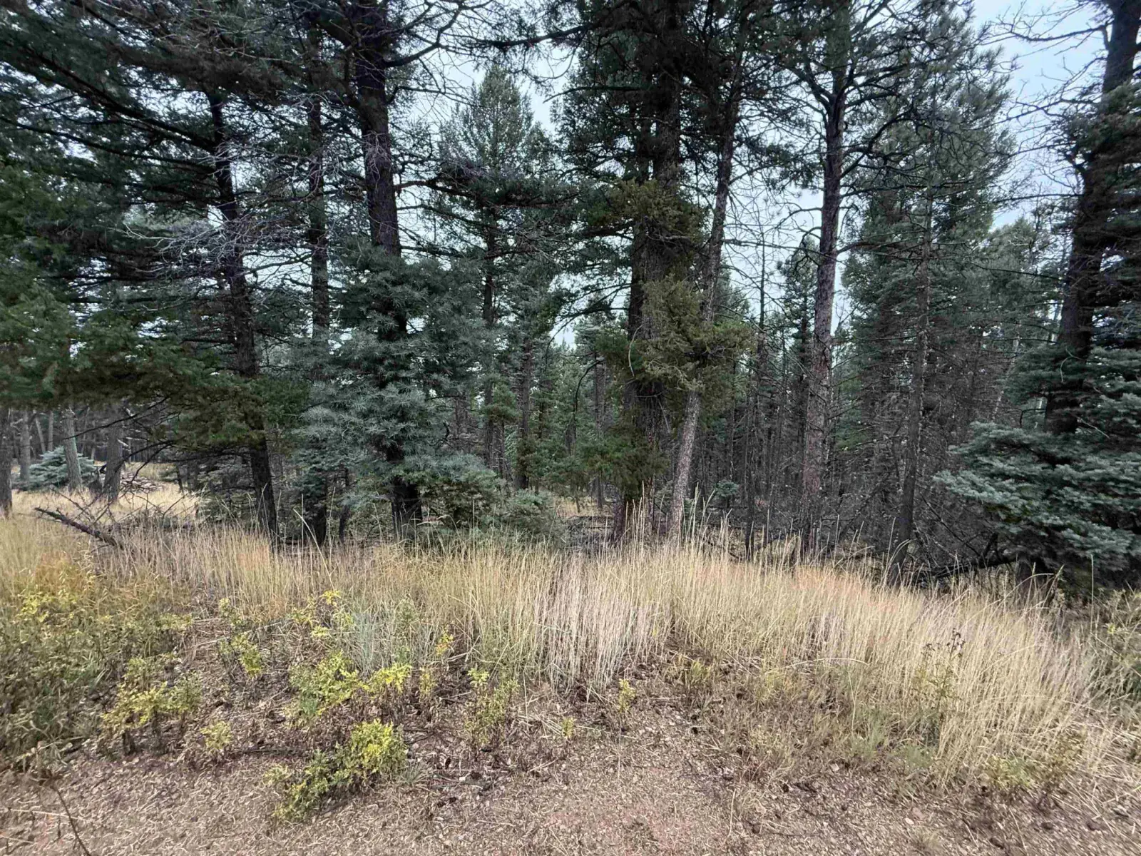 Lot 181 Taos Pl