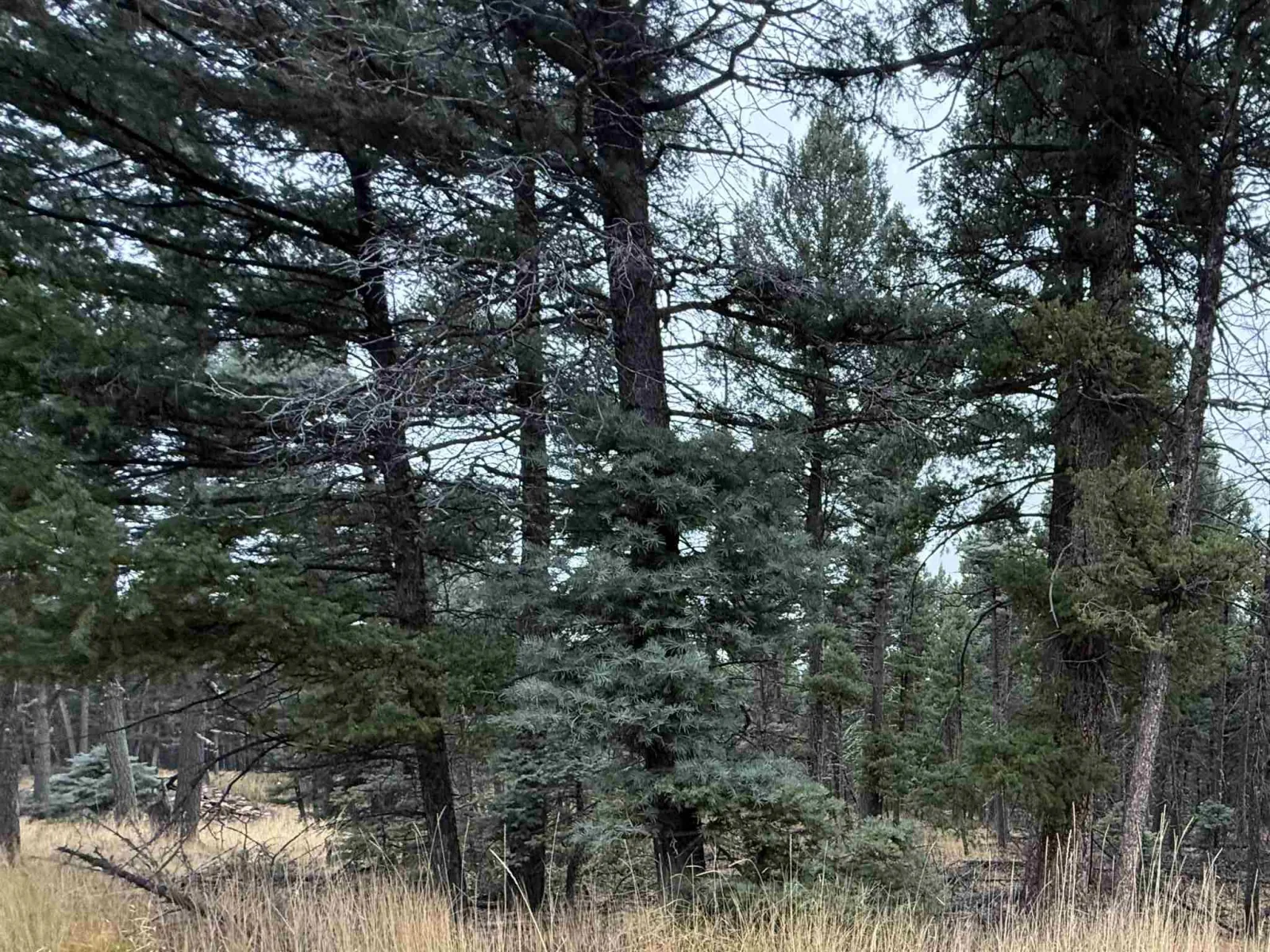 Lot 181 Taos Pl