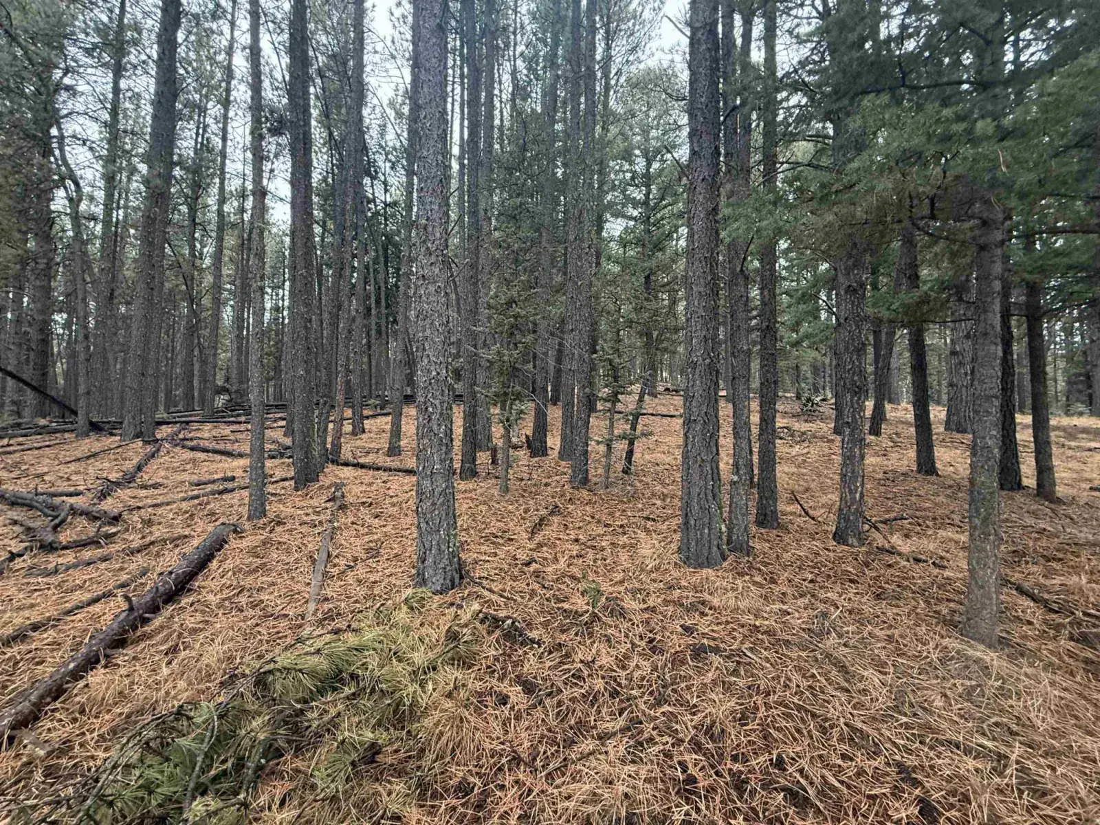 Lot 53 S Valle Grande Trl