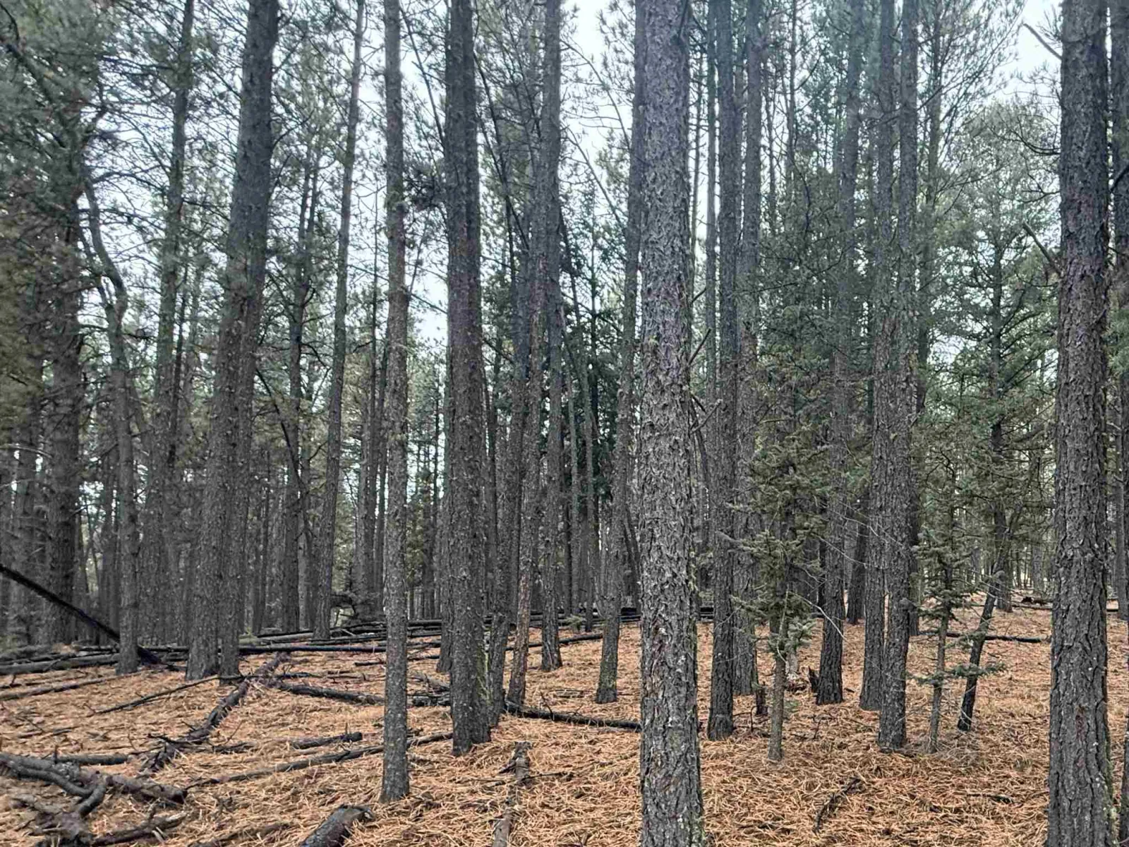 Lot 53 S Valle Grande Trl