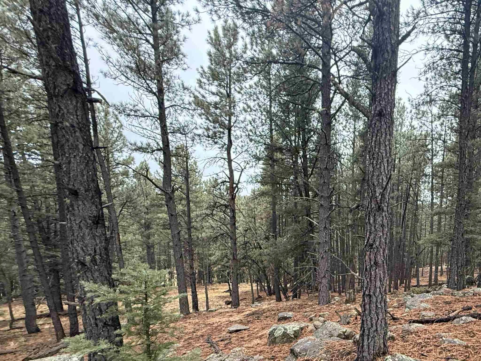 Lot 80 San Juan Dr
