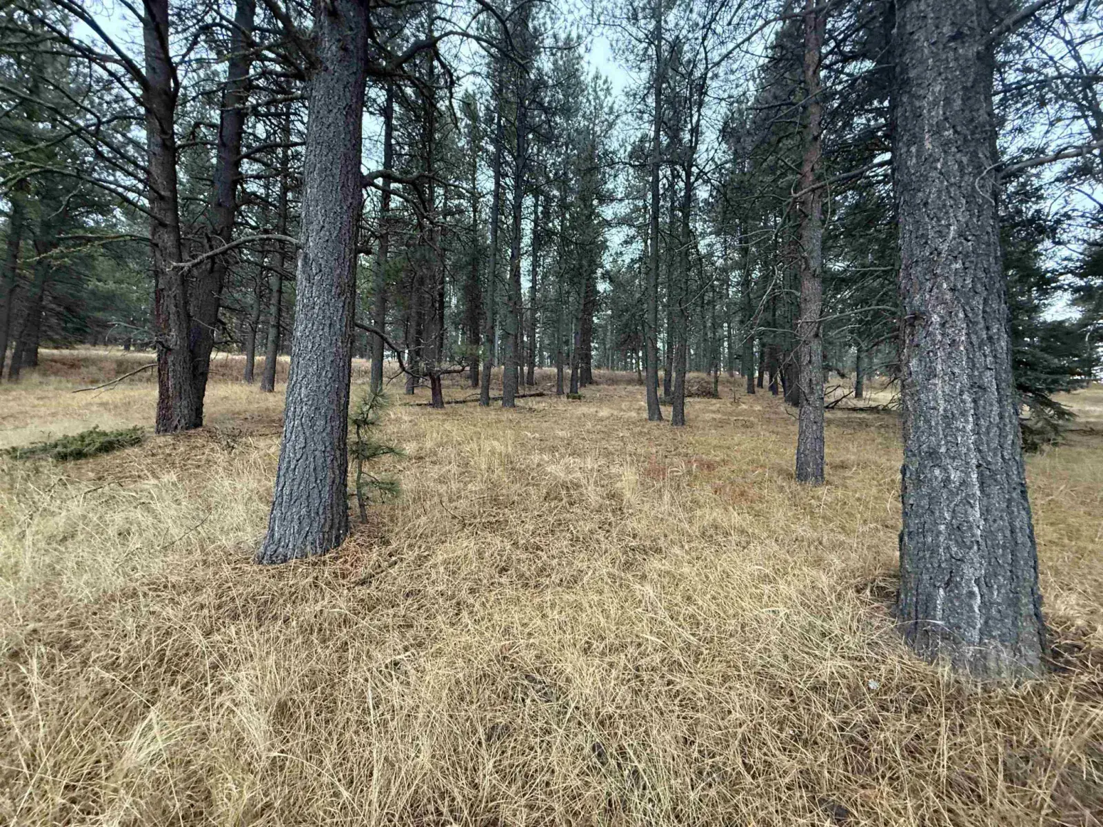 Lot 1305 Sierra Blanca Dr