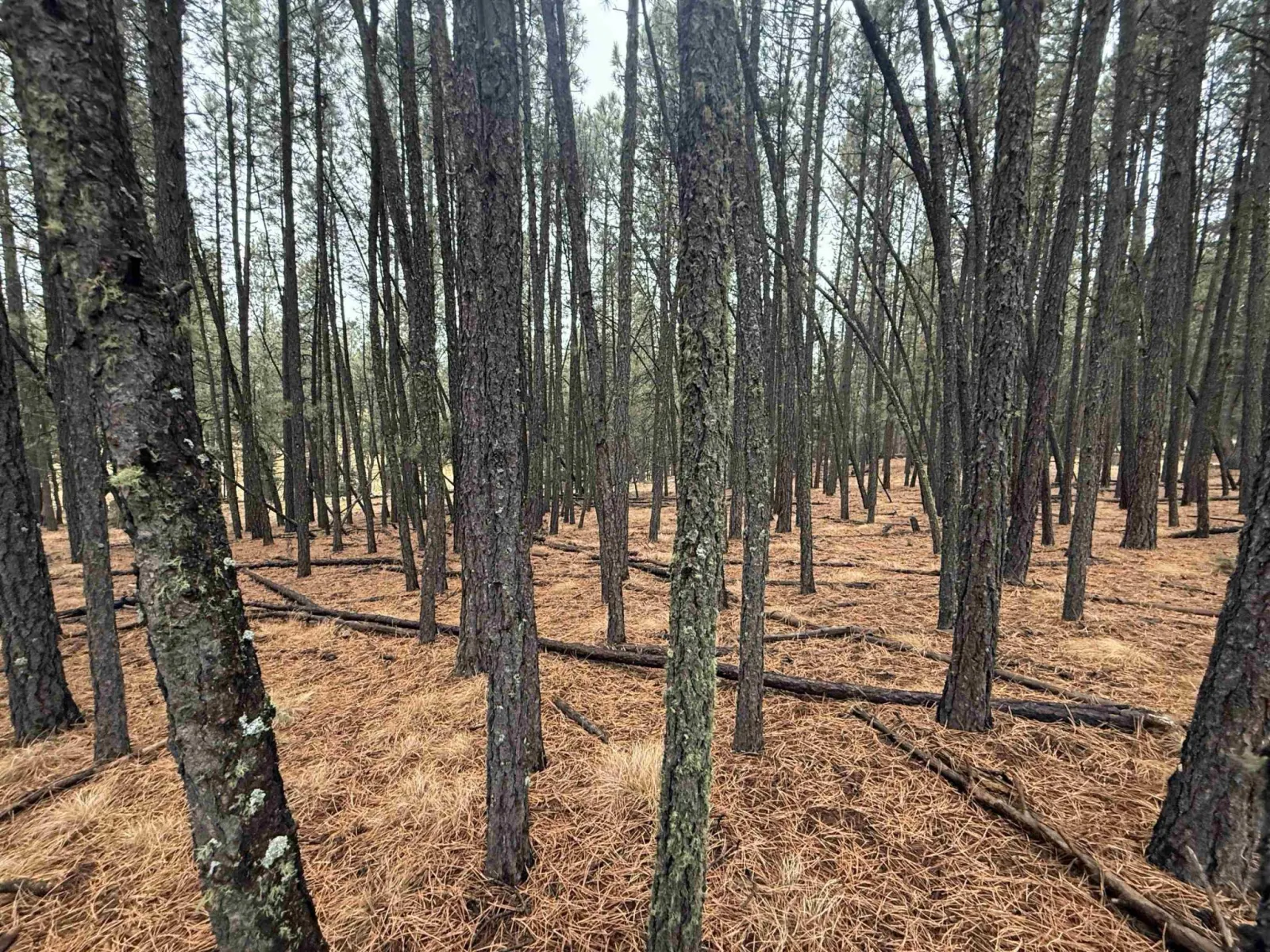 Lot 76 San Juan Dr