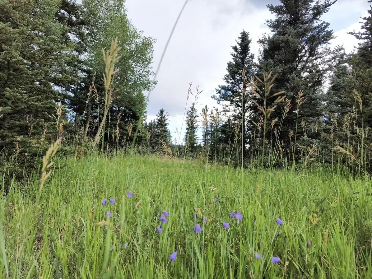 Lot 83 Elk Meadow