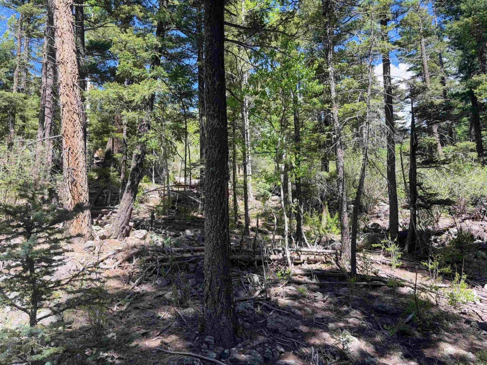 Lot 1536 El Camino Real