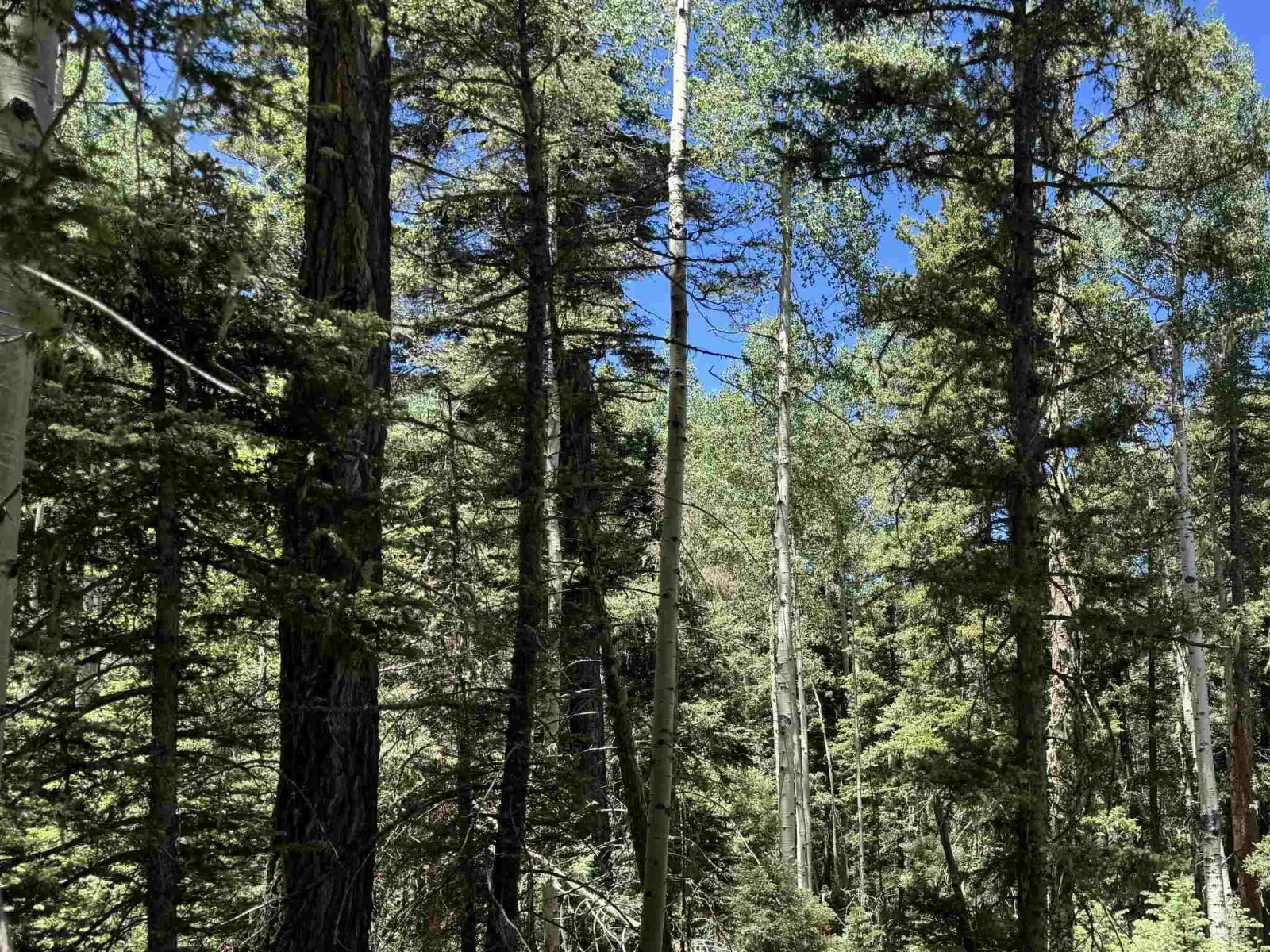 Lot 374A Vail Loop