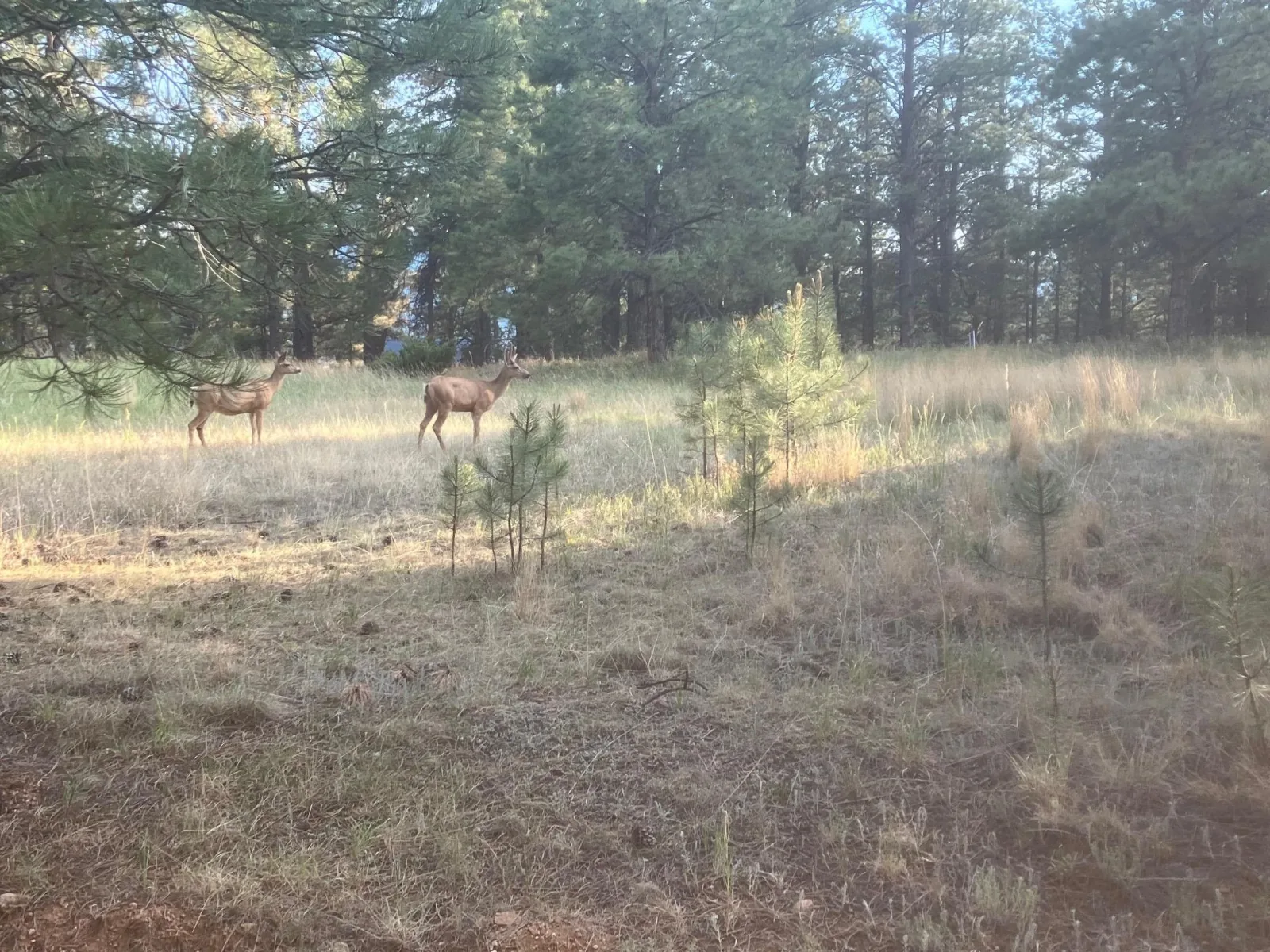 Lot 7 Pine Top Lane