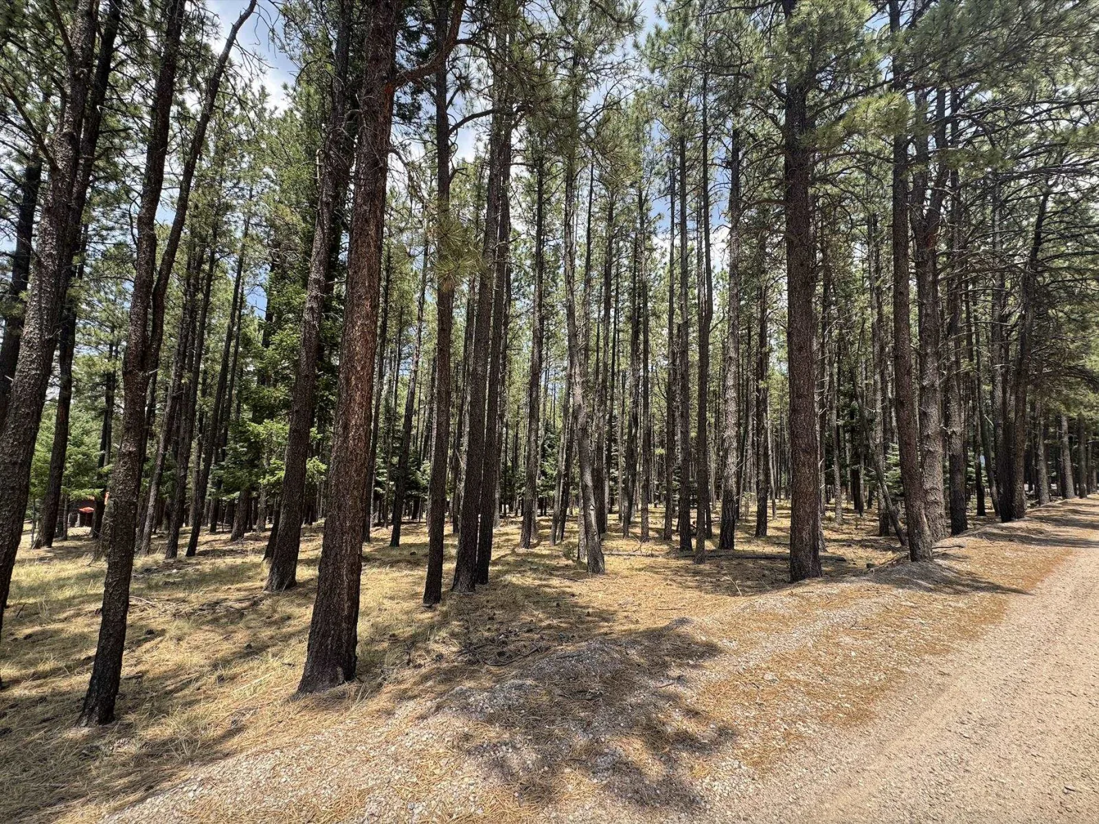 Lot 880 Calle de las Palomas