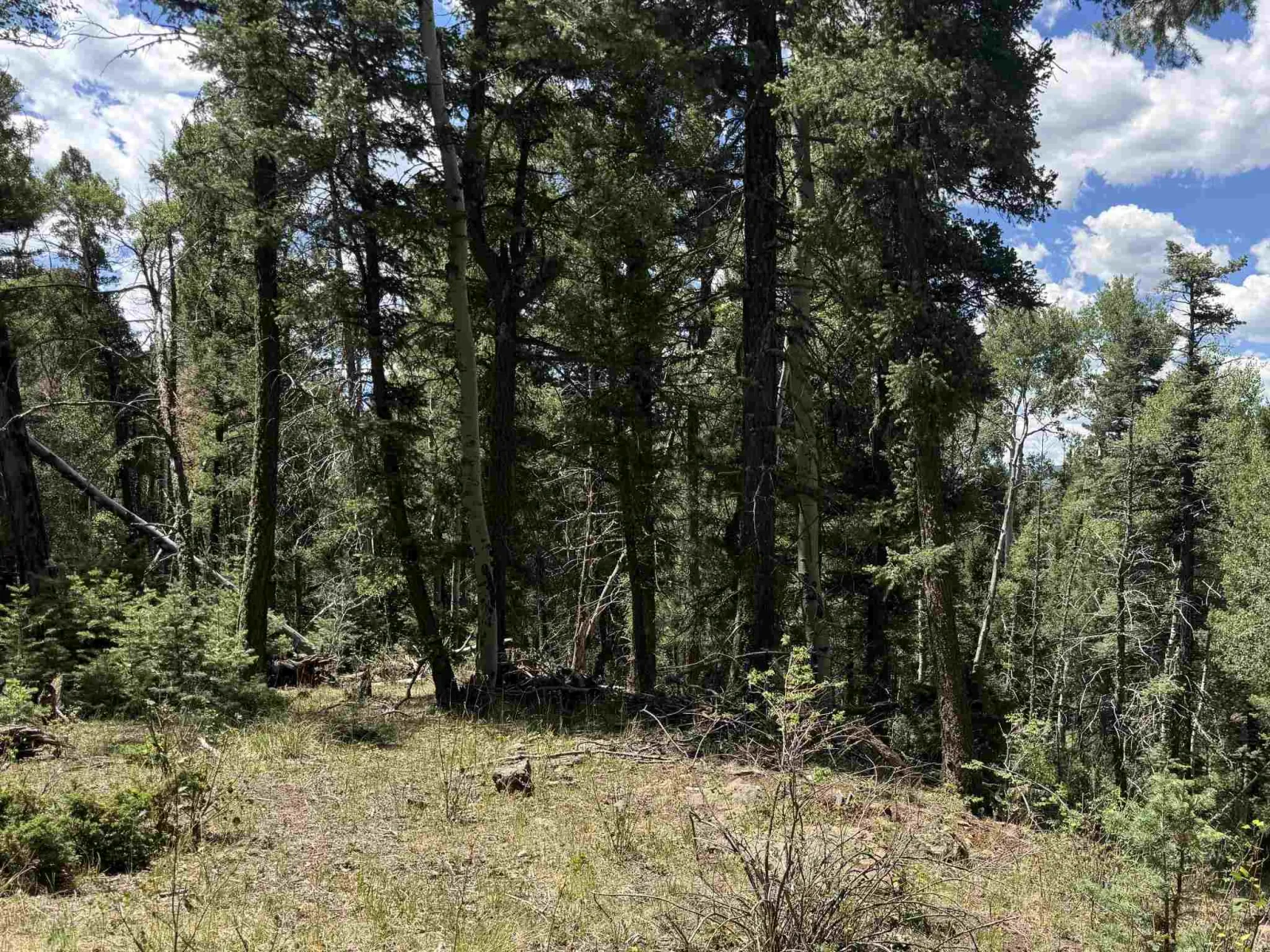 Lot 561 El Camino Real