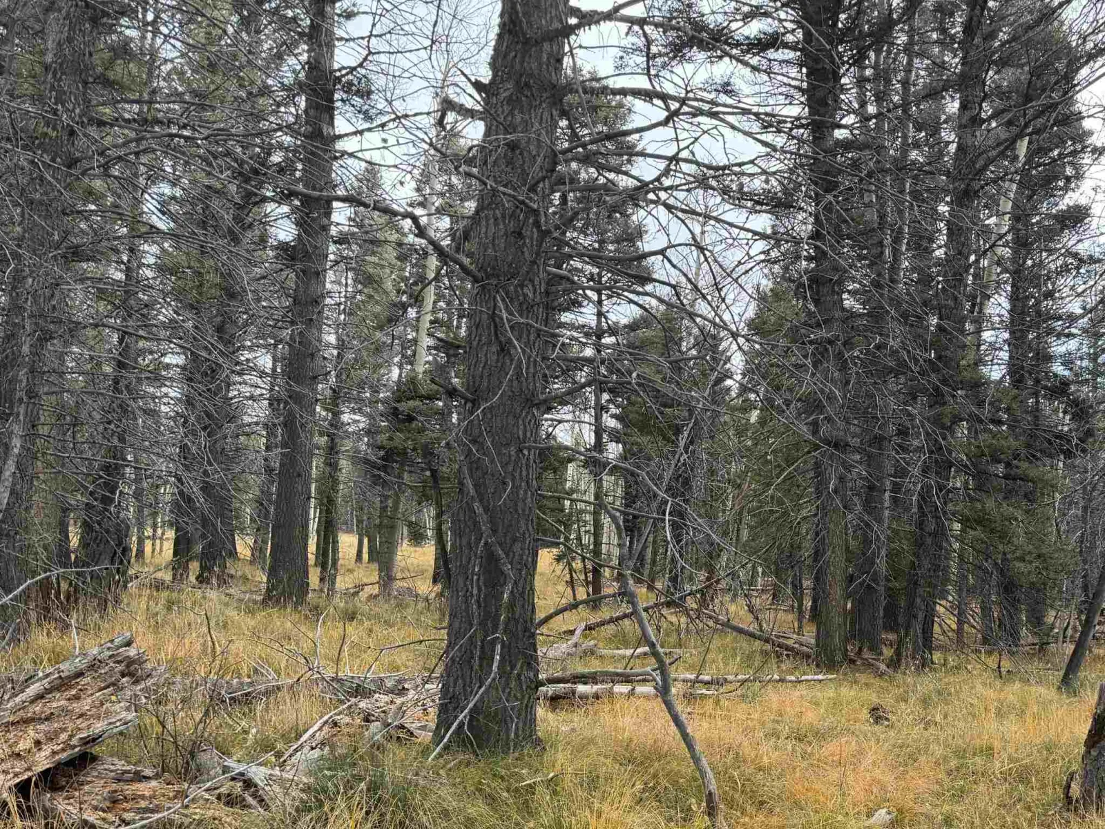 Lot 1335 Skyview Way