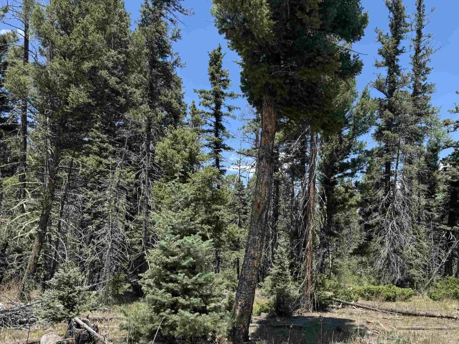 Lot 98 Elk Meadow