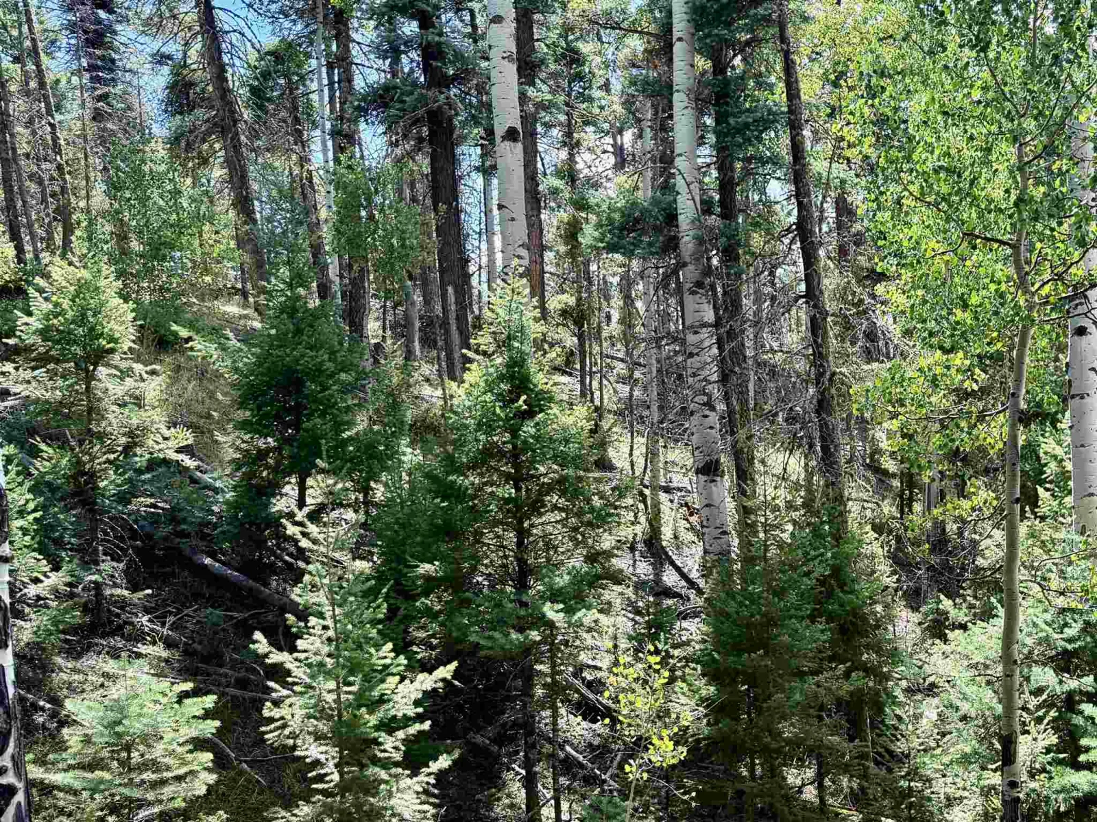 Lot 1568 Luna Drive