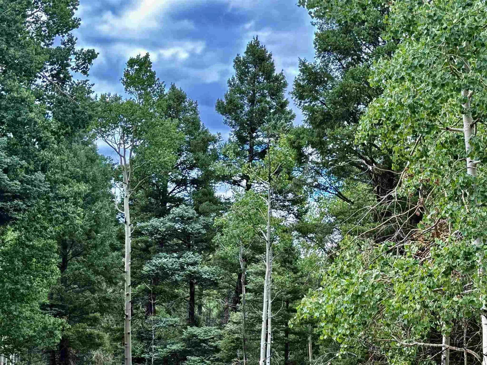 Lot 275 Vermejo Circle