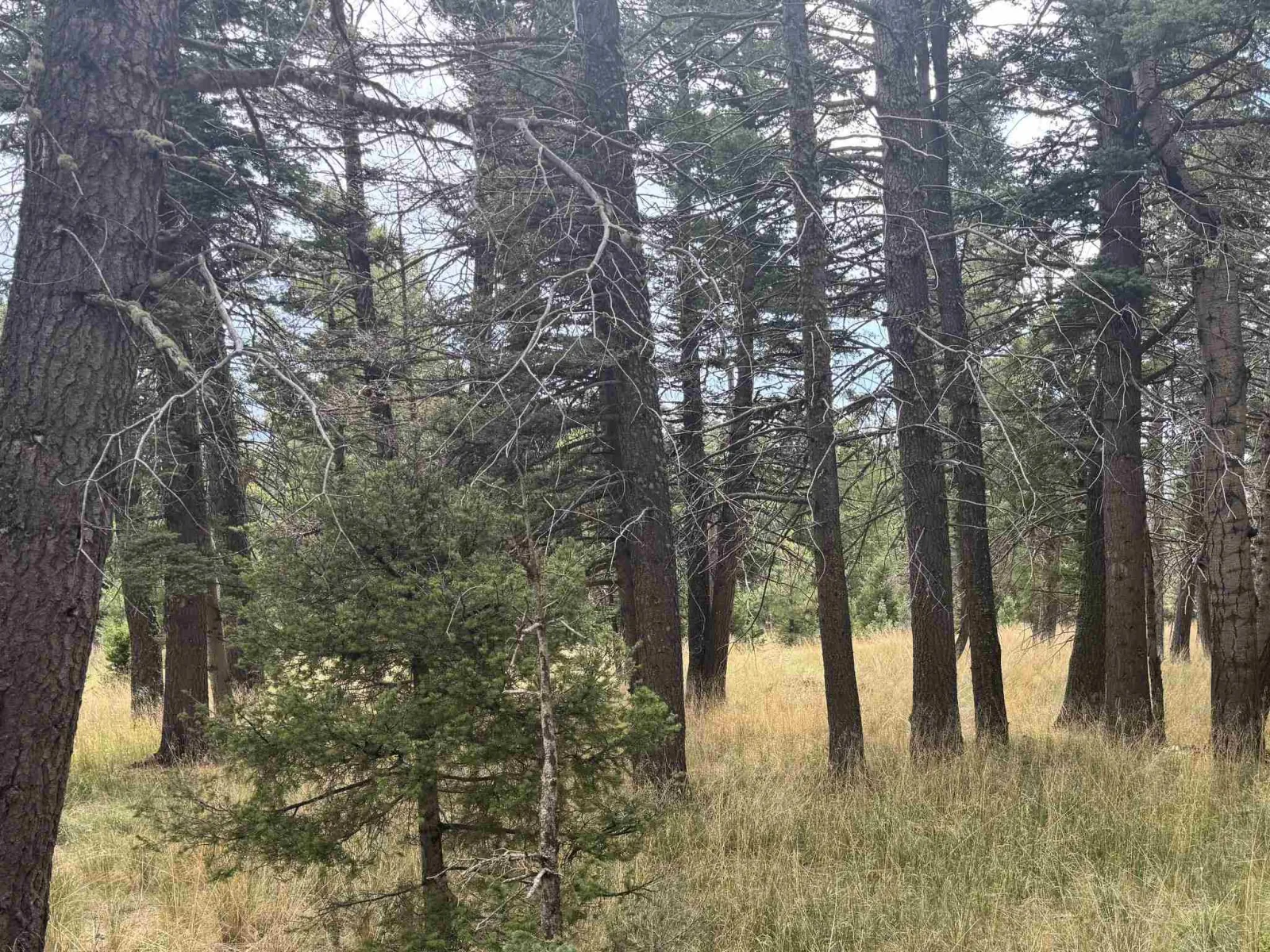 Lot 1319 Pleasant Valley Overlook