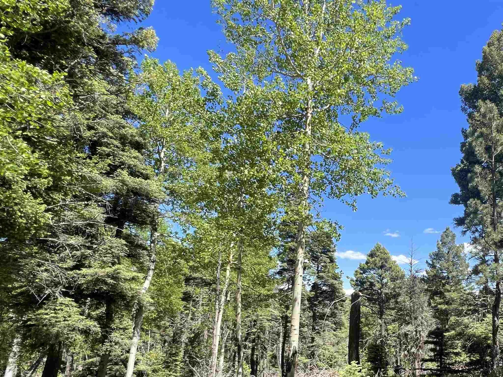 Lot 183 Taos Drive