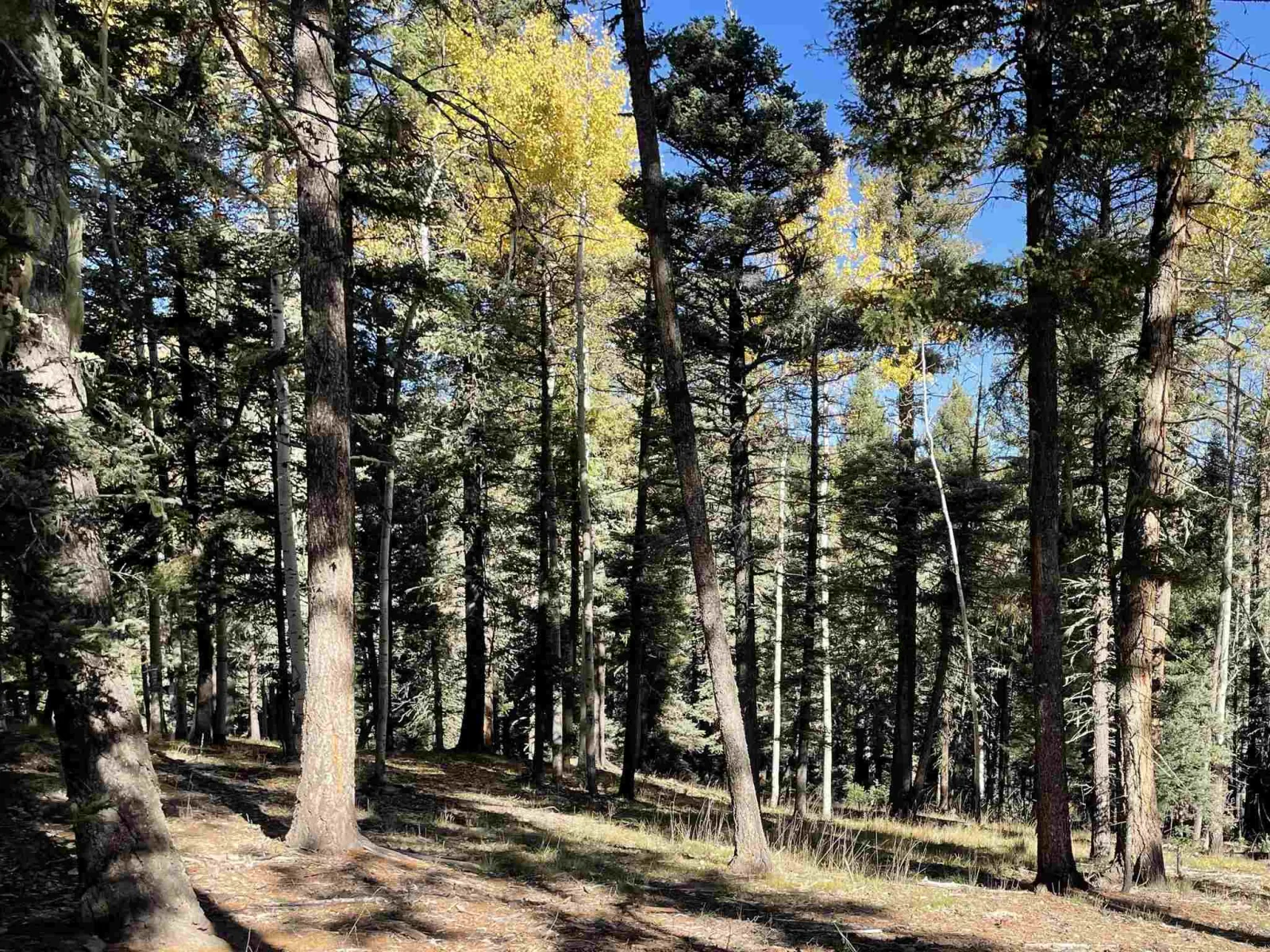 Lot 819 San Felipe Circle