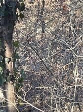 MLS #7329317 image #1