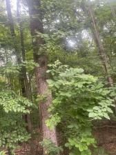 MLS #7397698 image #0