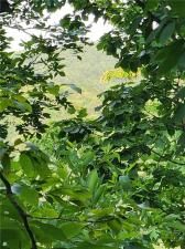 MLS #7411339 image #0