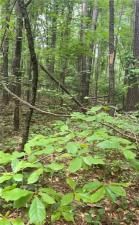 MLS #7572403 image #0