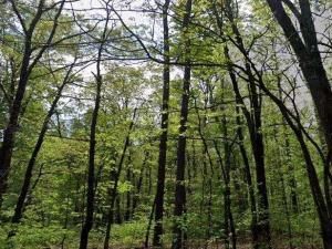 MLS #7617509 image #0