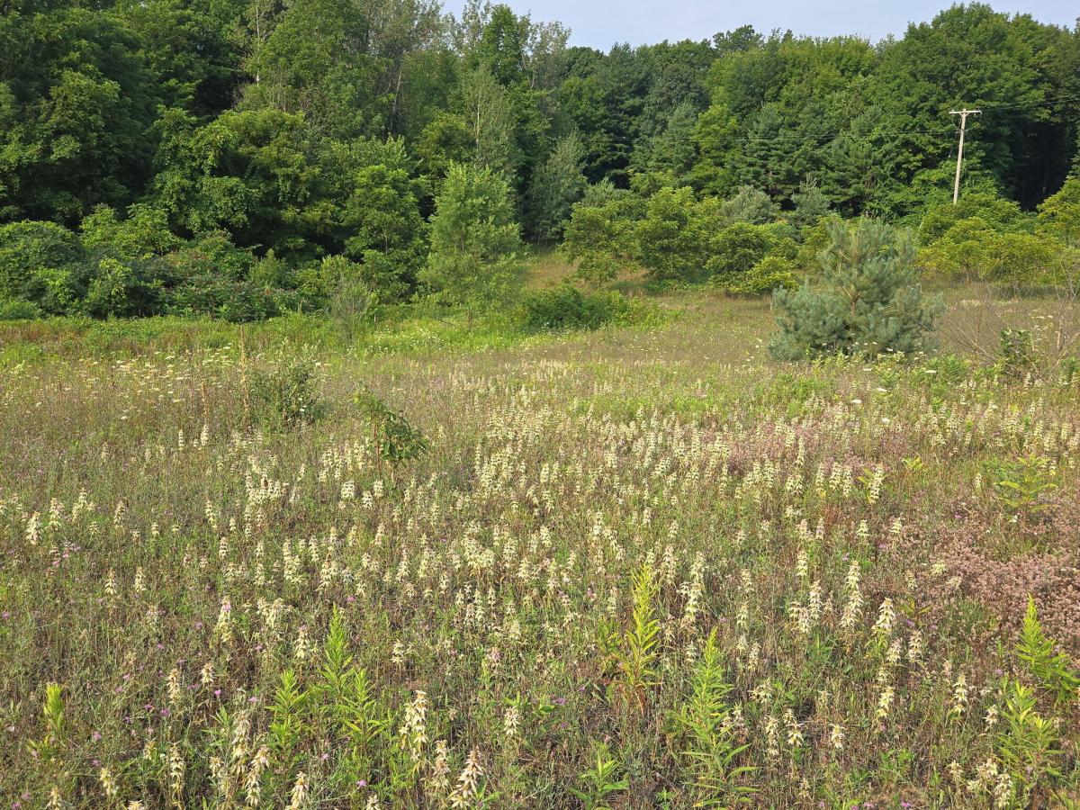 MLS #26041847 image #0