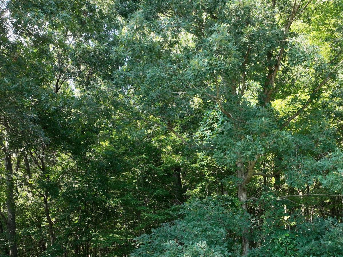 MLS #26044358 image #0