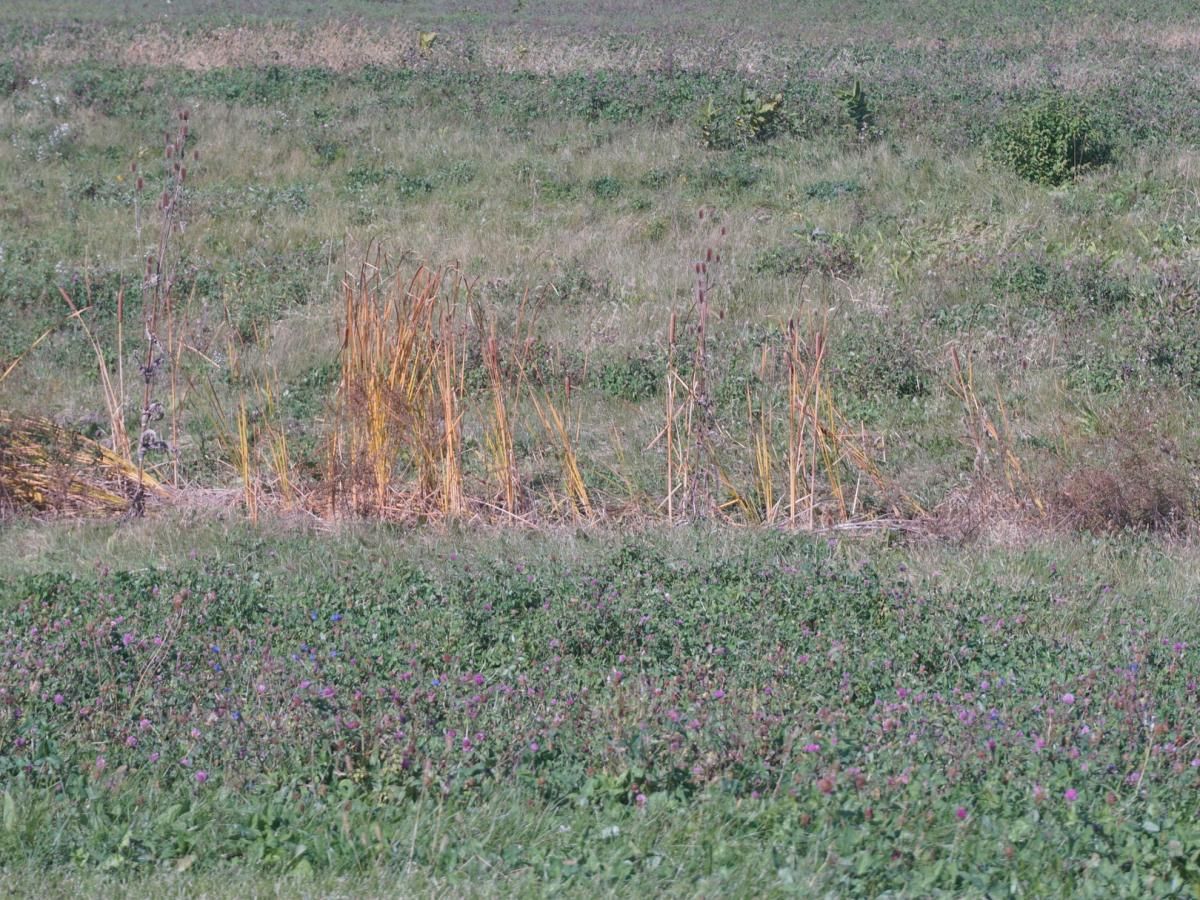 Lot 4 S Rt 52 Road Manhattan IL 60442 MLS #MRD11728749 29 MLS #MRD11728749 image #0