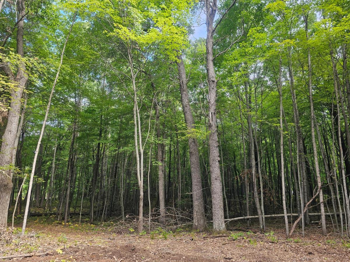 MLS #NST6785373 image #0