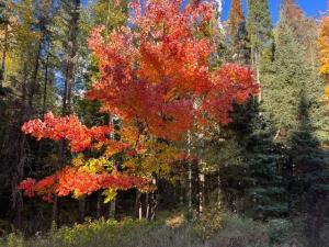 MLS #NST7152805 image #0