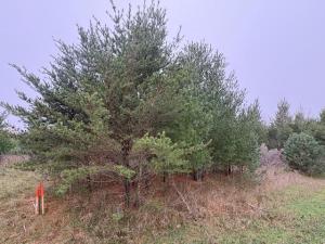 MLS #NST7165066 image #0