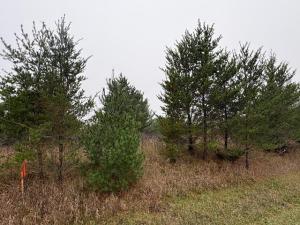MLS #NST7165089 image #0