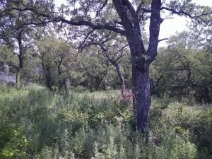 MLS #20758815 image #0
