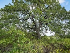 MLS #20825318 image #0