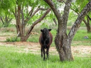 MLS #20931682 image #0