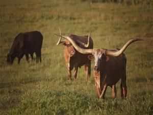 MLS #21077398 image #0