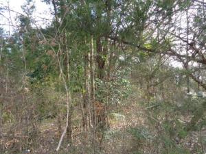 MLS #21132365 image #0