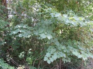 MLS #21305295 image #0