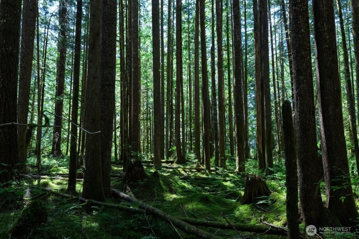 MLS #NWM2417785 image #0